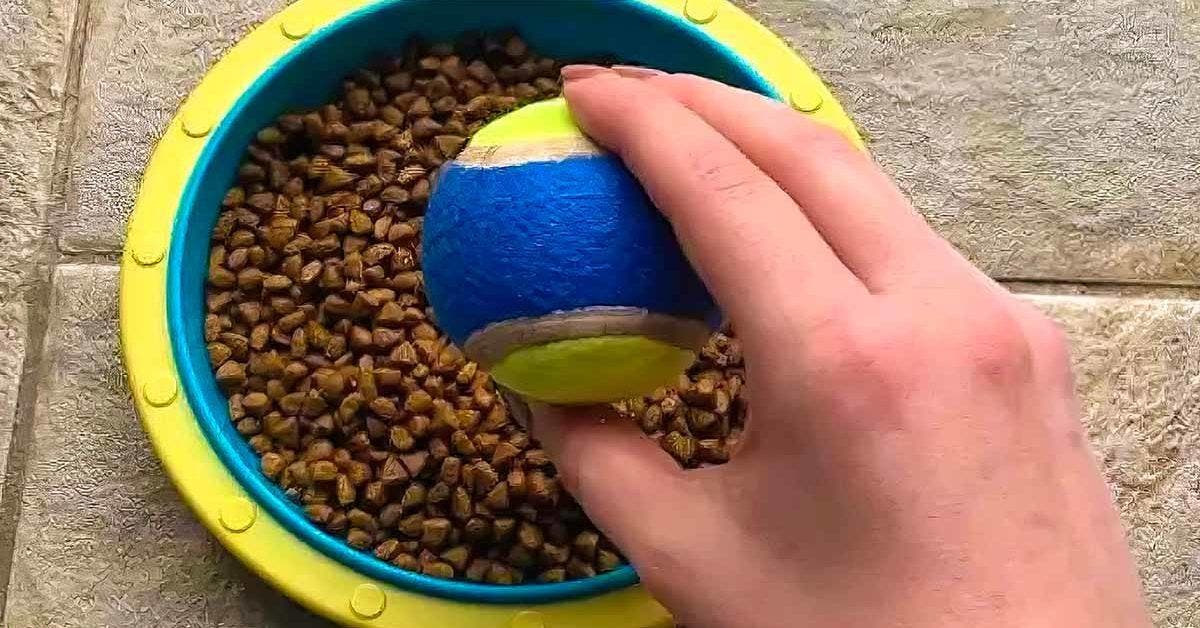 Faire jouer votre chien avec une balle de tennis est dangereux pour lui et  voici pourquoi