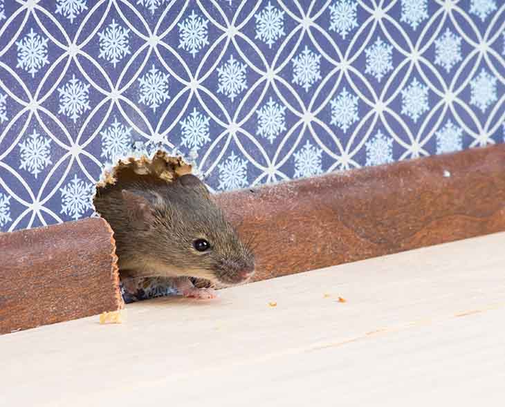 7 astuces pour éliminer les rats de la maison
