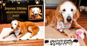 Augie, la golden retriever qui a battu tous les records en atteignant 20 ans