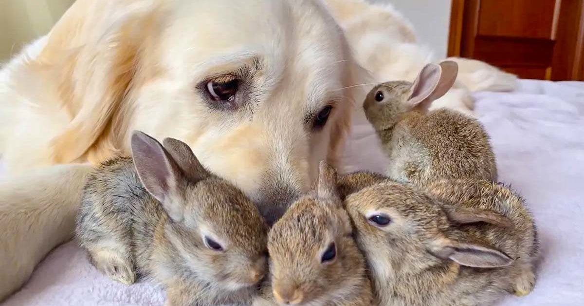 Bailey, Le Golden Retriever Et Ses Adorables Petits Lapins