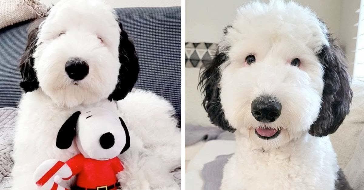 Bayley le Sheepadoodle : La Star d'Internet Qui Ressemble à Snoopy Devient Virale