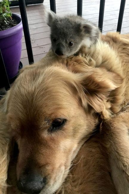 bébé koala chien
