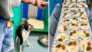 Ce couple offre 80 repas pour les animaux d’un refuge « nous voulons leur apporter du bonheur »