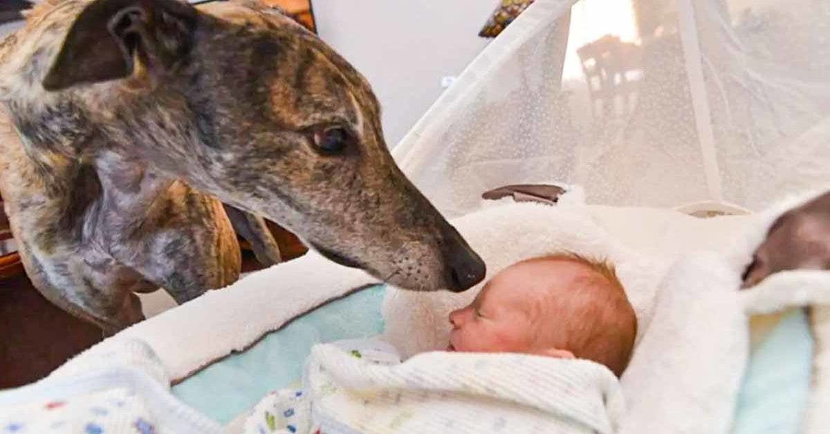 Ce lévrier nouvellement adopté est heureux de rencontrer son petit frère humain pour la première fois