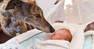 Ce lévrier nouvellement adopté est heureux de rencontrer son petit frère humain pour la première fois