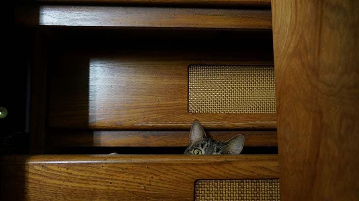 Un cat caché dans le tiroir d’armoire 