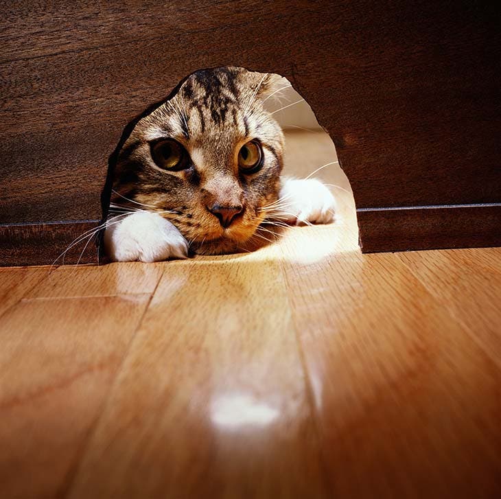Un chat qui cherche dans le trou des souris 