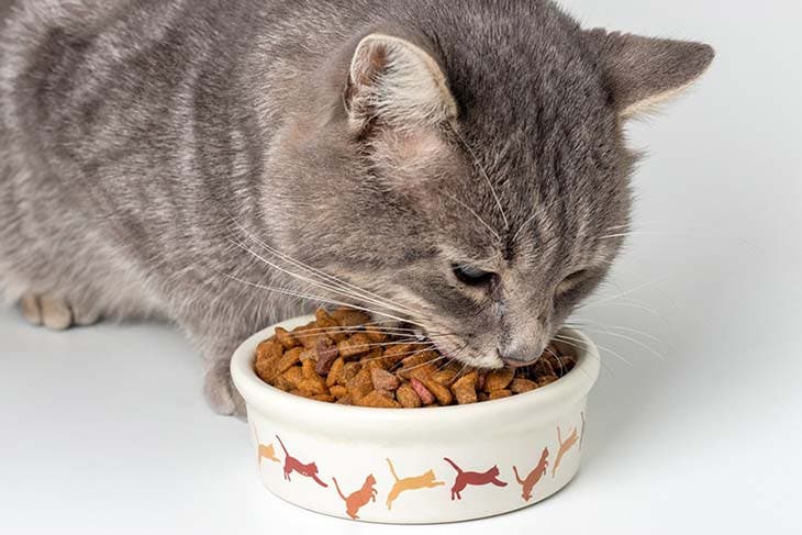Un chat qui mange ses croquettes - source : spm