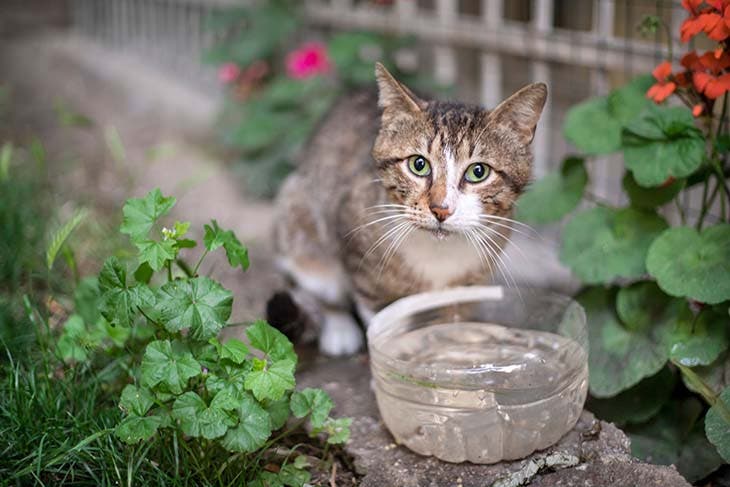 chat recipient eau potable