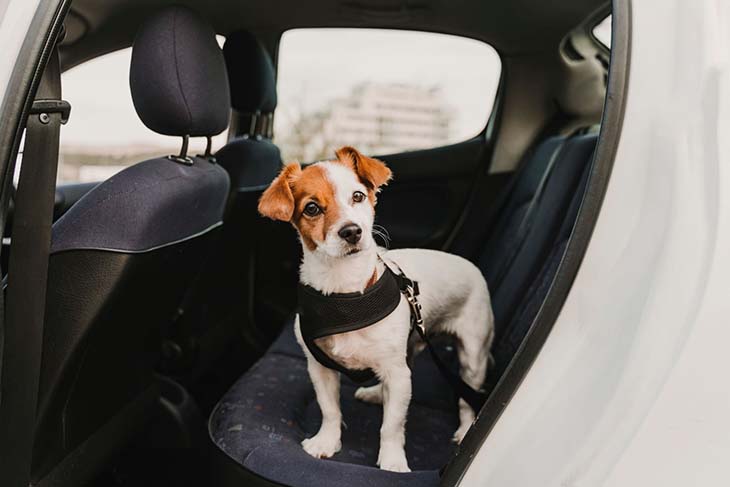 Chien à l’arrière de la voiture - source : spm