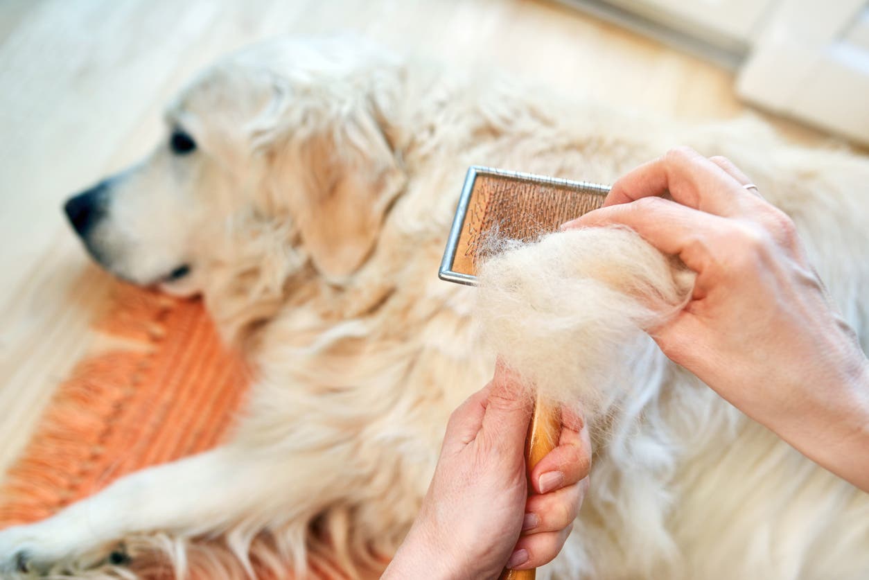 4 astuces efficaces pour enlever les poils d'animaux de vos vêtements et de  votre canapé