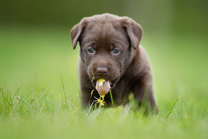 Un chien qui mange de l’herbe - source : spm