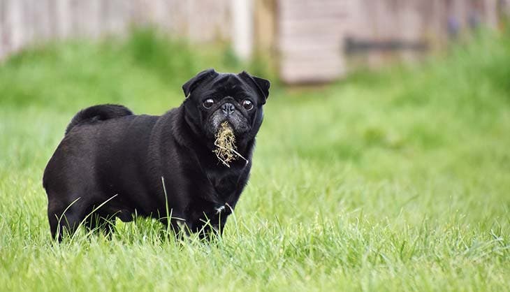 Un chien qui mange l’herbe 