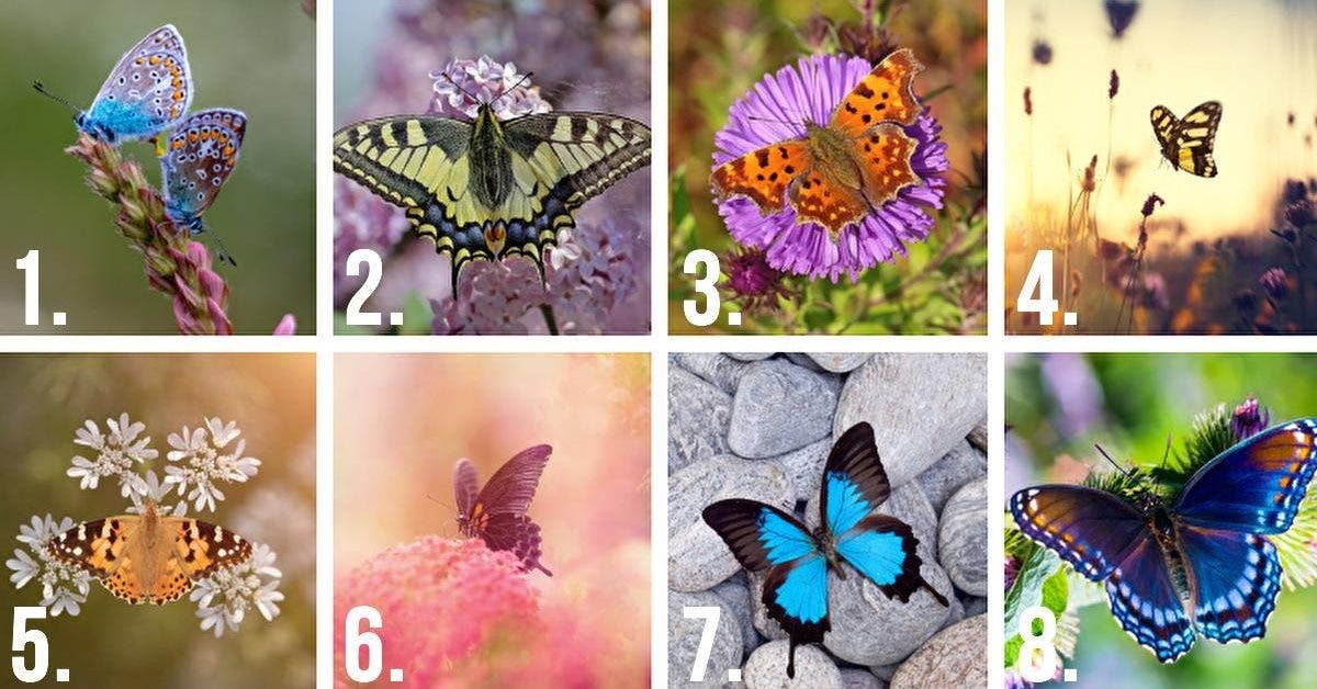 Choisissez Le Plus Beau Papillon Et Decouvrez Les Secrets Sur Votre Personnalite