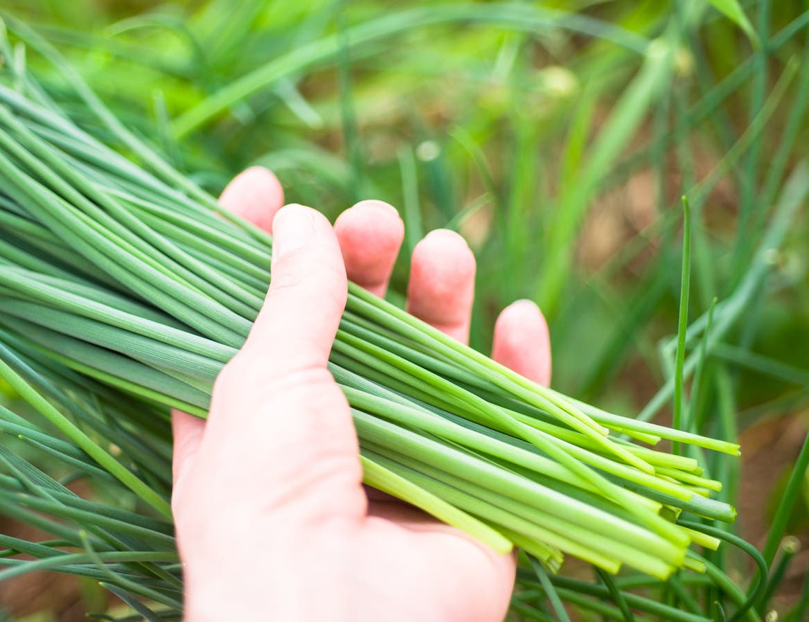 13 légumes qui poussent plus vite lorsqu’on les coupe