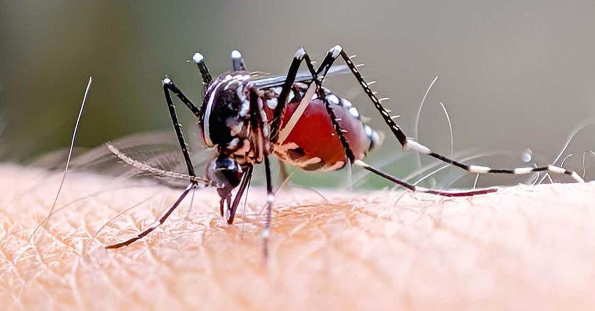 Combien de fois un moustique peut-il vous piquer en une journée ?