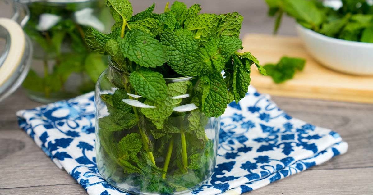 Comment conserver la menthe fraîche : 5 méthodes