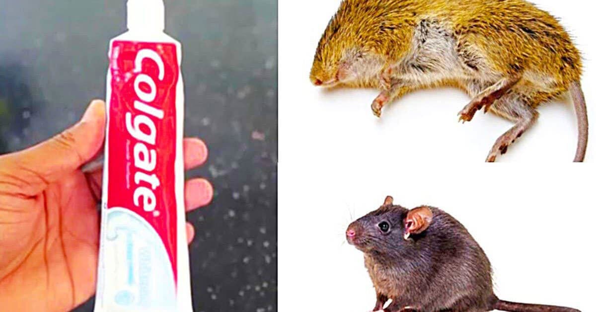 3 façons de se débarrasser des rats avec du vinaigre blanc