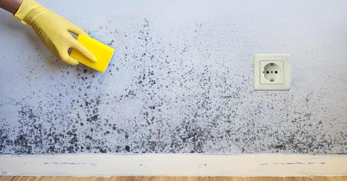 Comment enlever de la moisissure sur un mur ? 10 astuces de grands-mères
