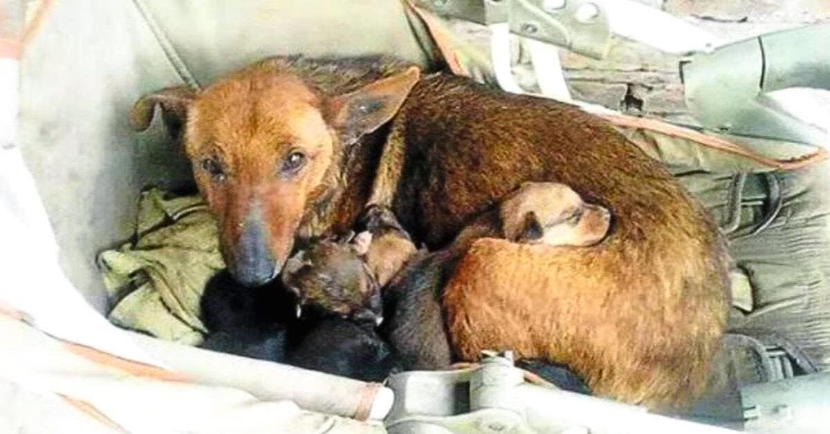 Comment Puti, une chienne, a démontré l'empathie et la solidarité animales en sauvant un chiot