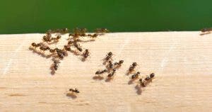 Comment se débarrasser des fourmis à l'intérieur et à l'extérieur de la maison ?