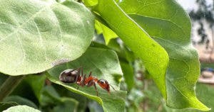 Comment se débarrasser des fourmis dans le jardin : 14 astuces naturelles