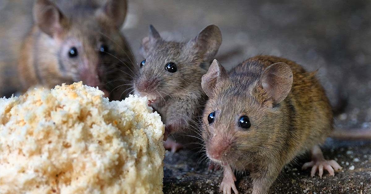 How to get rid of mice: 12 grandmother’s remedies