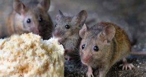 Comment se débarrasser des souris : 12 remèdes de grand-mère