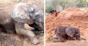 Comment un Chien Sauve un Bébé Éléphant à l’Orphelinat Thula Thula Rhino