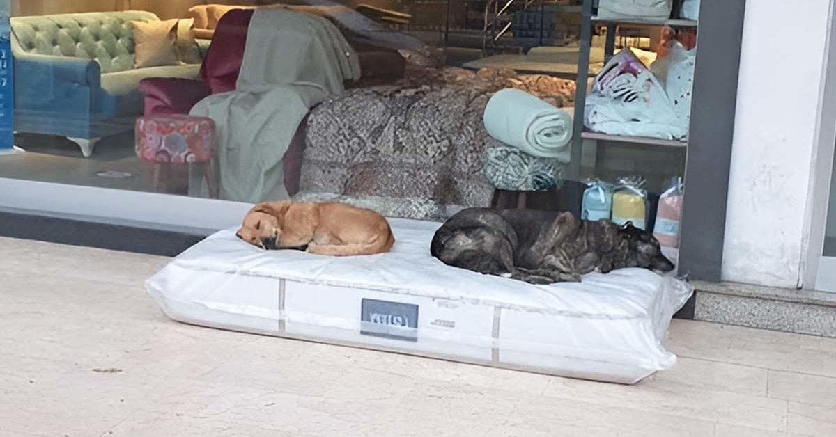 Comment un magasin turc aide les chiens errants avec des lits confortables