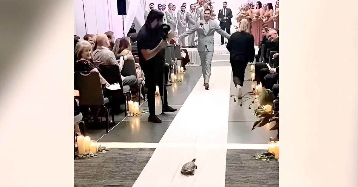 Comment une tortue nommée Colors est devenue demoiselle d'honneur à un mariage