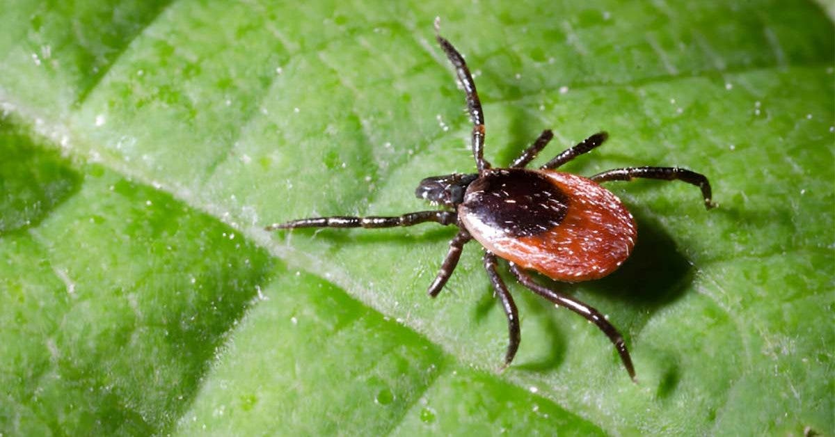 Comprendre la maladie de Lyme : quelles sont les causes ?