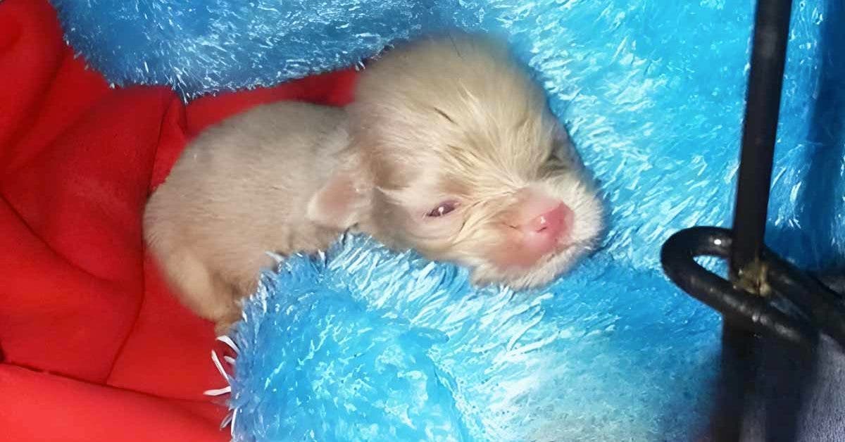 Condamné, ce chiot est sauvé par une femme et finit par survivre miraculeusement