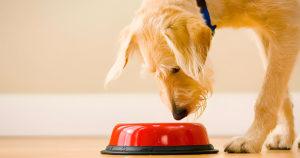 Croquettes pour chien avec ou sans céréales : lesquelles choisir ?