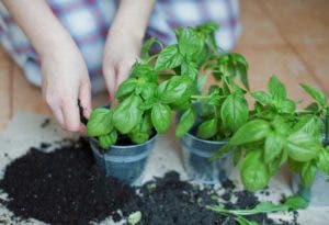 Comment Cultiver Du Basilic Facilement La Maison