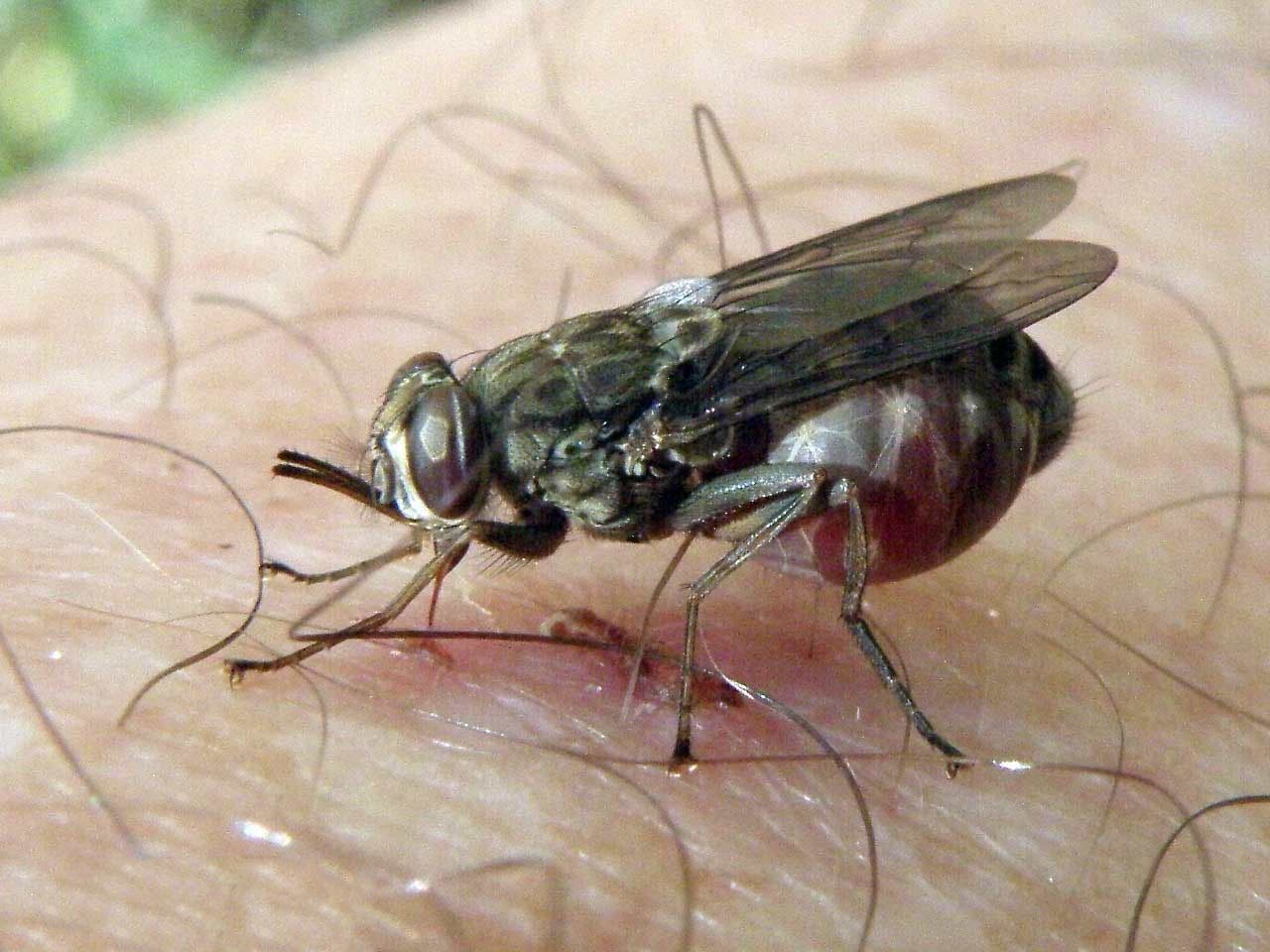 Voici Comment Faire Fuir Les Araignees Les Moustiques Et Les Insectes