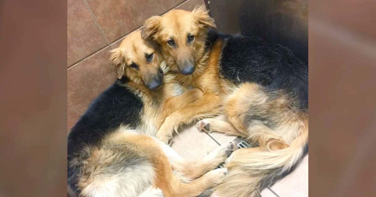 De l'abandon au bonheur : Comment deux chiens ont échappé à un refuge texan