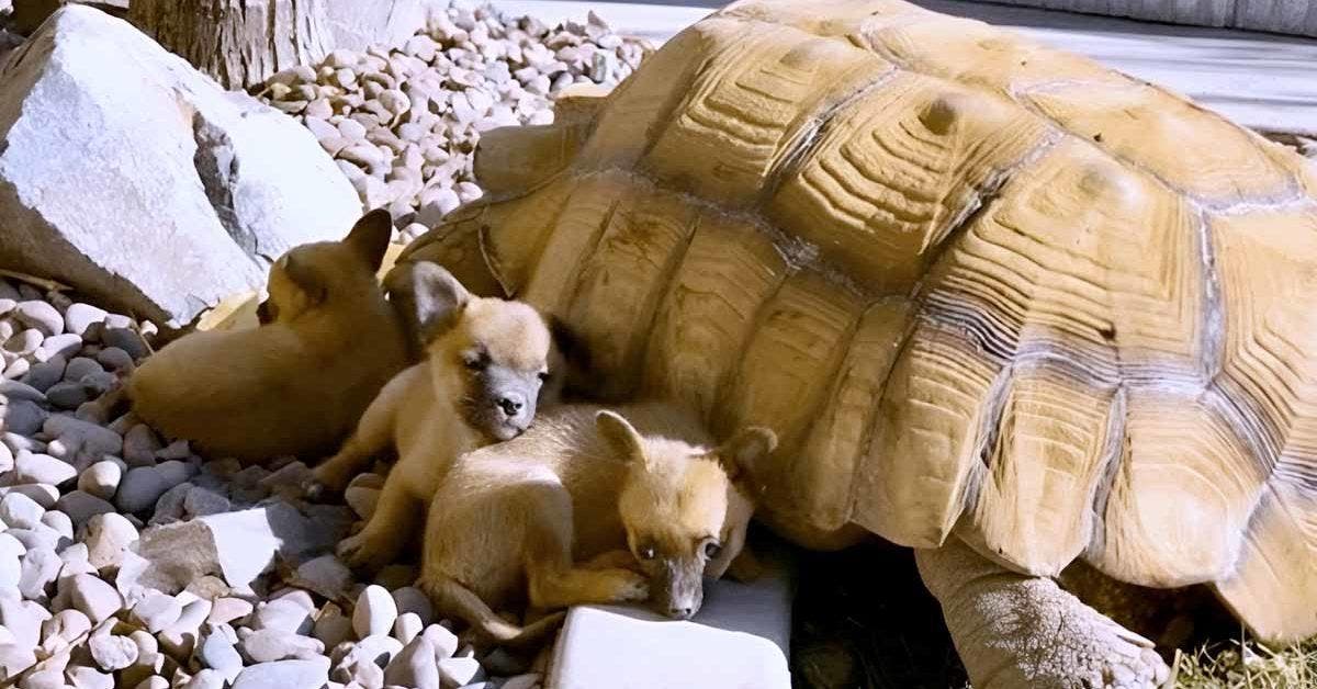 De petits chiens abandonnés se lient d’amitié avec une tortue géante solitaire