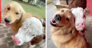 Découvrez l'amitié inattendue entre un chien et un veau sur TikTok