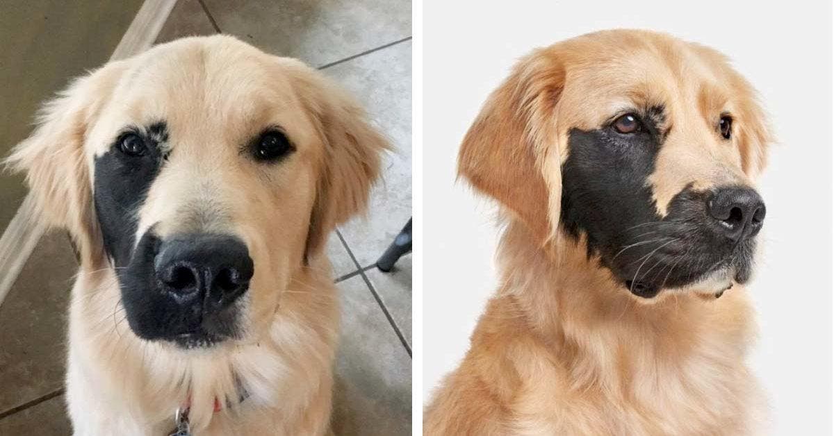 Découvrez l'histoire d'Enzo, le golden retriever unique : une leçon de singularité