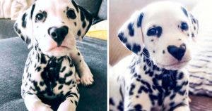 Découvrez Wiley, le Dalmatien au cœur sur le nez qui fait fondre Instagram