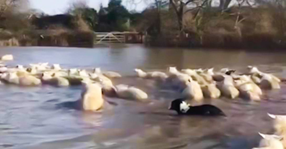 Des chiens sauvent un troupeau de moutons des eaux de crue après le débordement de la rivière