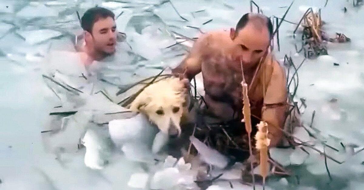Des policiers courageux nagent dans des eaux glacées pour sauver un chien coincé « Saluons leur courage »