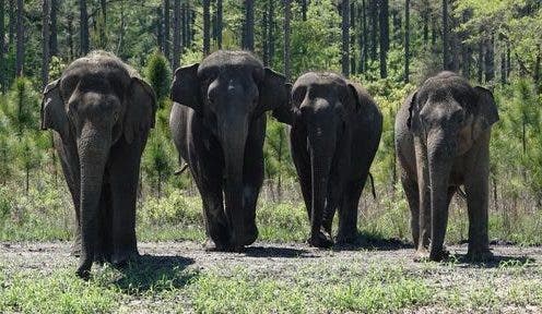 éléphants de cirque