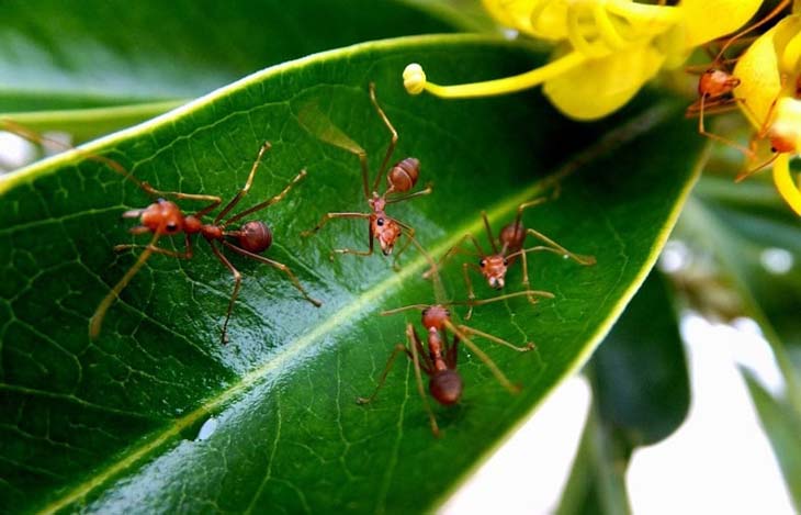 Eliminer les fourmis 