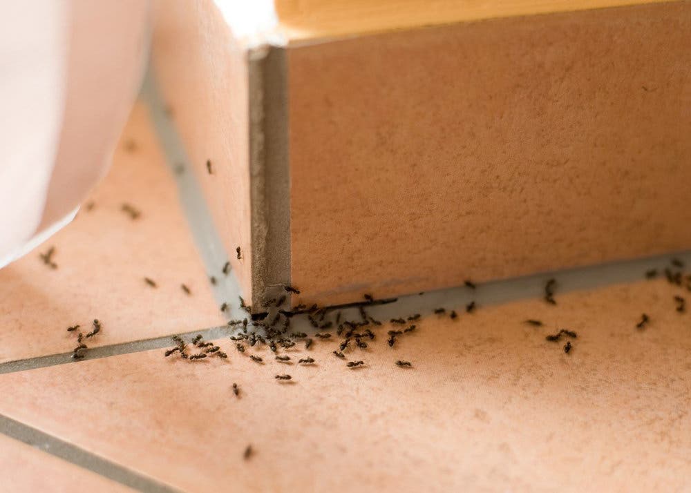 Remèdes pour éloigner les fourmis - source : spm