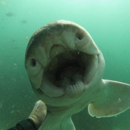 femelle requin de port Jackson