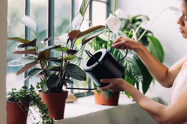 18 plantes porte-bonheur à adopter dans sa maison