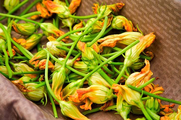 Des fleurs de courgette 