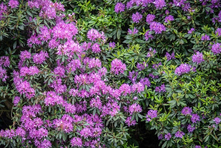 Rhododendron – source : spm